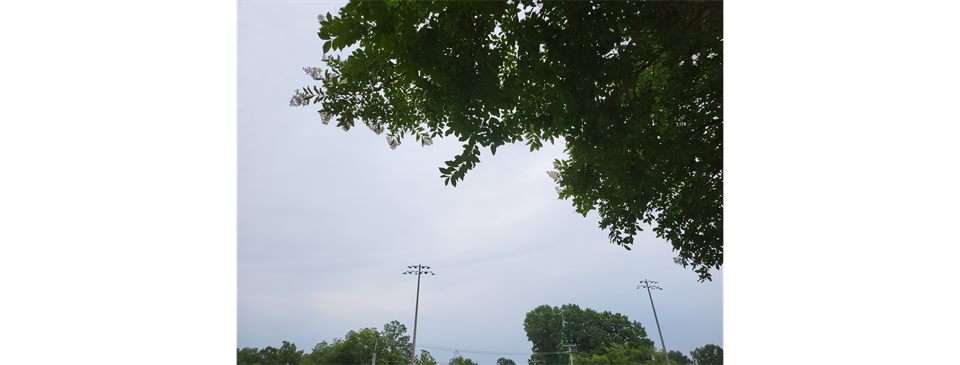 SANDLOT CANCELLED TONIGHT 6/7!